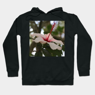 Hibiscus flower on its tree Hoodie